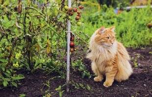 Mon Jardin & Ma Maison 786 PEUT-ON COMPOSTER LA LITIÈRE DE SON CHAT ?
