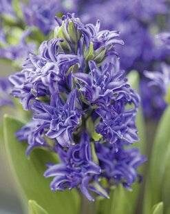 Mon Jardin & Ma Maison 786 JACINTHE DOUBLE 'TWIN PEARL'