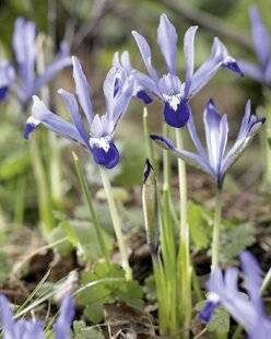 Mon Jardin & Ma Maison 786 IRIS RÉTICULÉ 'CLAIRETTE'