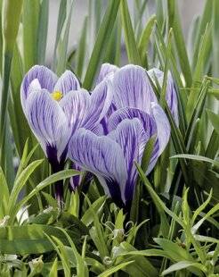 Mon Jardin & Ma Maison 786 CROCUS 'PICKWICK'