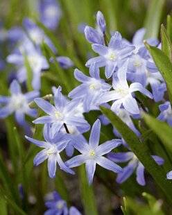Mon Jardin & Ma Maison 786 CHIONODOXA FORBESII