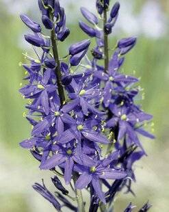 Mon Jardin & Ma Maison 786 CAMASSIA LEICHTLINII