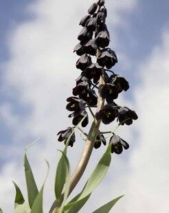 Mon Jardin & Ma Maison 786 FRITILLAIRE NOIRE DE PERSE