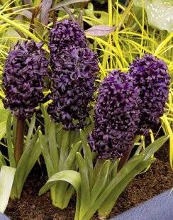 Mon Jardin & Ma Maison 786 JACINTHE 'MIDNIGHT MYSTIQUE'