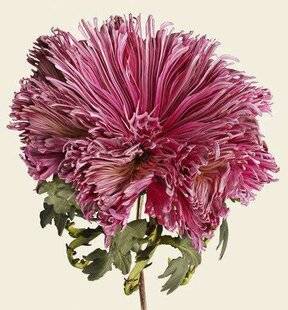 Mon Jardin & Ma Maison 787 PHOTOS À CHAUMONT