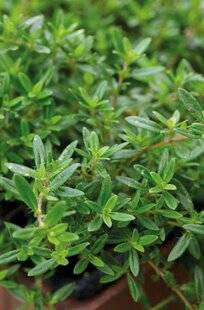 Mon Jardin & Ma Maison 787 DU THYM TOUT TERRAIN