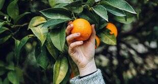 Mon Jardin & Ma Maison 787 UN ORANGER SUR LE SOL FRANÇAIS