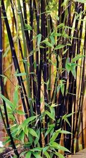 Mon Jardin & Ma Maison 787 STRUCTURER UN COIN DE JARDIN AVEC DES BAMBOUS