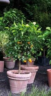 Mon Jardin & Ma Maison 787 JUNGLE FEVER CHEZ CORENTIN PFEIFFER