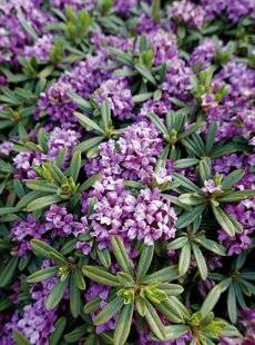 Mon Jardin & Ma Maison 787 ADORABLES DAPHNÉS