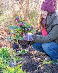 Mon Jardin & Ma Maison 787 PLEIN LES YEUX UN SHOT DE COULEUR AVEC LES HELLÉBORES