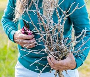Mon Jardin & Ma Maison 787 SUS AU BOIS MORT DES ROSIERS !