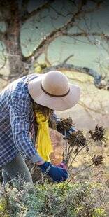 Mon Jardin & Ma Maison 787 ARTICHAUTS AU PROPRE