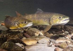 Mon Jardin & Ma Maison 787 COMMENT LES POISSONS PASSENT-ILS L'HIVER ?