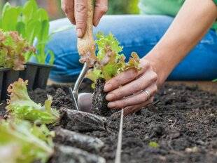 Mon Jardin & Ma Maison 787 APRÈS LES RÉCOLTES D'ÉTÉ (TOMATES, COURGETTES, COURGES), MON POTAGER SEMBLE BIEN VIDE. QUE PUIS-JE SEMER OU PLANTER EN NOVEMBRE CHEZ MOI POUR QU'IL RESTE VIVANT ET PRODUCTIF DURANT L'HIVER ET AU PRINTEMPS ?