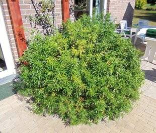 Mon Jardin & Ma Maison 787 NOTRE ORANGER DU MEXIQUE, PLANTÉ DEVANT UN ROSIER GRIMPANT, S'EST ÉNORMÉMENT DÉVELOPPÉ MALGRÉ LES TAILLES. PEUT-ON LIMITER SON ENVERGURE OU FAUT-IL LE DÉPLACER ?