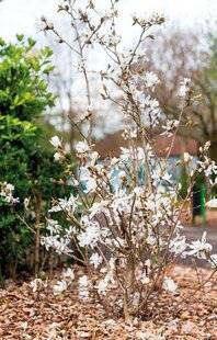 Mon Jardin & Ma Maison 787 LES FEUILLES DE NOTRE MAGNOLIA STELLATA, PLANTÉ EN 2023, SONT SUBITEMENT DEVENUES BRUNES DURANT L'ÉTÉ. IL ÉTAIT POURTANT RÉGULIÈREMENT ARROSÉ. EST-IL MALADE ?