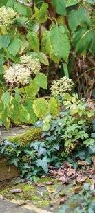 Mon Jardin & Ma Maison 787 DU LIERRE A POUSSÉ AU PIED DE MES HORTENSIAS.DOIS-JE LE SUPPRIMER, EST-IL NUISIBLE ?