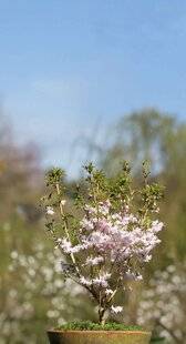 Mon Jardin & Ma Maison 787 J'AI PLANTÉ UN CERISIER NAIN EN POT À L'AUTOMNE DERNIER. JE L'AI ARROSÉ DEUX À TROIS FOIS PAR SEMAINE CET ÉTÉ ET J'AI AJOUTÉ ENGRAIS LIQUIDE ET MARC DE CAFÉ. DEPUIS L'ÉTÉ, LES FEUILLES PÂLISSENT, SE COUVRENT DE PETITES TACHES BLANCHES ET FINISSENT PAR SÉCHER. QUE PUIS-JE FAIRE ?