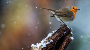 Mon Jardin & Ma Maison 787 LE ROUGE-GORGE FAMILIER