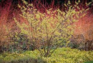 Mon Jardin & Ma Maison 788 POUR UNE FIN D'HIVER TOUT EN LUMIÈRE
