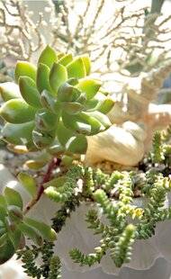 Mon Jardin & Ma Maison 788 DES PLANTES SUCCULENTES AU TOP TOUTE L'ANNÉE