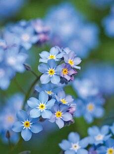 Mon Jardin & Ma Maison 788 MYOSOTIS & CIE