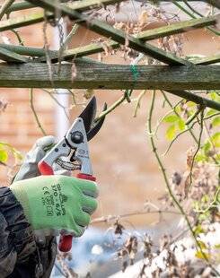 Mon Jardin & Ma Maison 788 POUR LES ROSIERS, C'EST L'HEURE