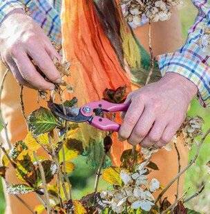 Mon Jardin & Ma Maison 788 HORTENSIAS AU PROPRE