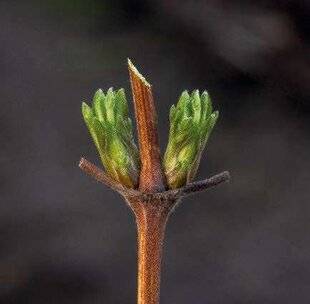 Mon Jardin & Ma Maison 788 PETITE TAILLE POUR LES CLÉMATITES
