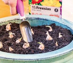 Mon Jardin & Ma Maison 788 DES TROMPETTES QUI METTRONT DE BONNE HUMEUR