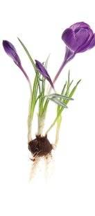 Mon Jardin & Ma Maison 788 SACRÉS CROCUS !