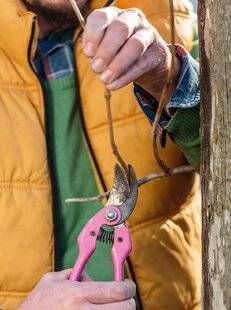 Mon Jardin & Ma Maison 788 BIGNONE BIEN MIGNONNE