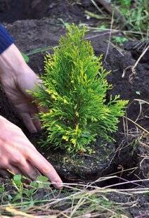 Mon Jardin & Ma Maison 788 DES CONIFÈRES POUR LA STRUCTURE