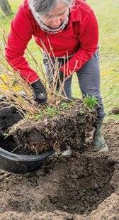 Mon Jardin & Ma Maison 788 UN ARBRE QUI PAPILLONNE