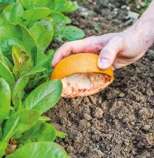 Mon Jardin & Ma Maison 788 OPÉRATION ANTILIMACES