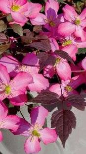 Mon Jardin & Ma Maison 788 PLANTE EN VUE UN FEUILLAGE QUI CHANGE TOUT