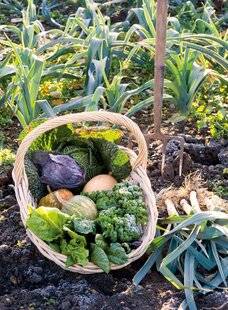 Mon Jardin & Ma Maison 788 LE GOÛT DU VRAI