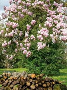 Mon Jardin & Ma Maison 788 J'AI UN SUPERBE MAGNOLIA QUE JE SOUHAITE ÉLAGUER AFIN DE MAÎTRISER LES BRANCHES QUI TOMBENT VERS LE SOL.  EST-CE RAISONNABLE ET SI OUI À QUELLE ÉPOQUE PUIS-JE LE FAIRE ?