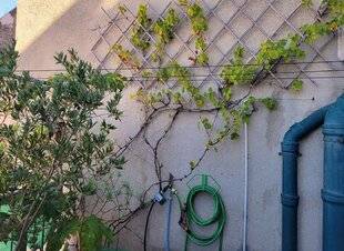 Mon Jardin & Ma Maison 788 MA VIGNE GRIMPANTE, PLANTÉE DEPUIS CINQ ANS SUR MA TERRASSE ET JAMAIS TAILLÉE, N'A DONNÉ AUCUN FRUIT CE E ANNÉE ET S'EST PEU DÉVELOPPÉE.  COMMENT FAIRE POUR LA REQUINQUER ?