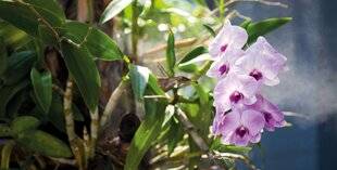 Mon Jardin & Ma Maison 788 FAUT-IL VRAIMENT VAPORISER DE L'EAU SUR LES FEUILLES DE MES PLANTES D'INTÉRIEUR, OU EST-CE UNE FAUSSE BONNE IDÉE ?