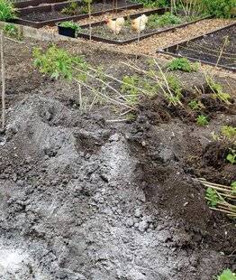 Mon Jardin & Ma Maison 788 J'ENRICHIS RÉGULIÈREMENT MON POTAGER AVEC DE L'AZOTE, GRÂCE AU PURIN D'ORTIE ET AU PAILLAGE VERT. MAIS COMMENT PUIS-JE, DE MANIÈRE NATURELLE, APPORTER DE LA POTASSE À MES LÉGUMES ?