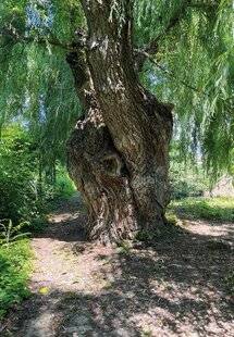 Mon Jardin & Ma Maison 788 NOTRE SAULE PLEUREUR DE PLUS DE 50 ANS DÉPÉRIT APRÈS UNE BRÈVE FEUILLAISON PRINTANIÈRE.  PUIS-JE LE TAILLER SÉVÈREMENT, ET OÙ COUPER ? EXISTE-T-IL UN TRAITEMENT EFFICACE EN CAS D ' A A Q U E FONGIQUE DU BOIS ?
