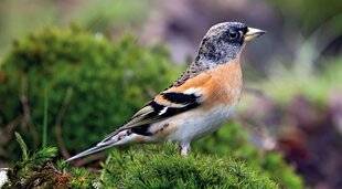 Mon Jardin & Ma Maison 788 LE PINSON DU NORD