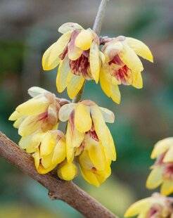 Mon Jardin & Ma Maison 788 CHIMONANTHE PRÉCOCE