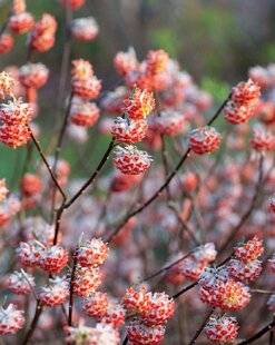 Mon Jardin & Ma Maison 788 EDGEWORTHIA 'RED DRAGON'