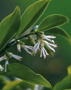 Mon Jardin & Ma Maison 788 SARCOCOCCA CONFUSA