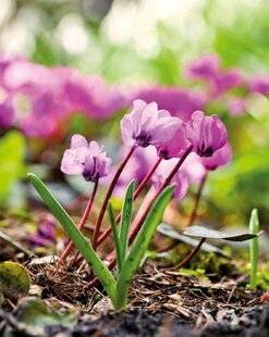 Mon Jardin & Ma Maison 788 CYCLAMEN COUM