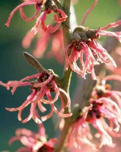 Mon Jardin & Ma Maison 788 HAMAMÉLIS 'RUBY GLOW'