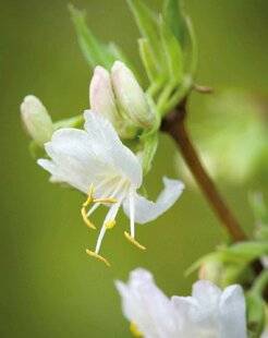 Mon Jardin & Ma Maison 788 CHÈVREFEUILLE D'HIVER
